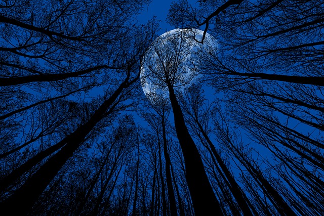 Mond in Bäumen